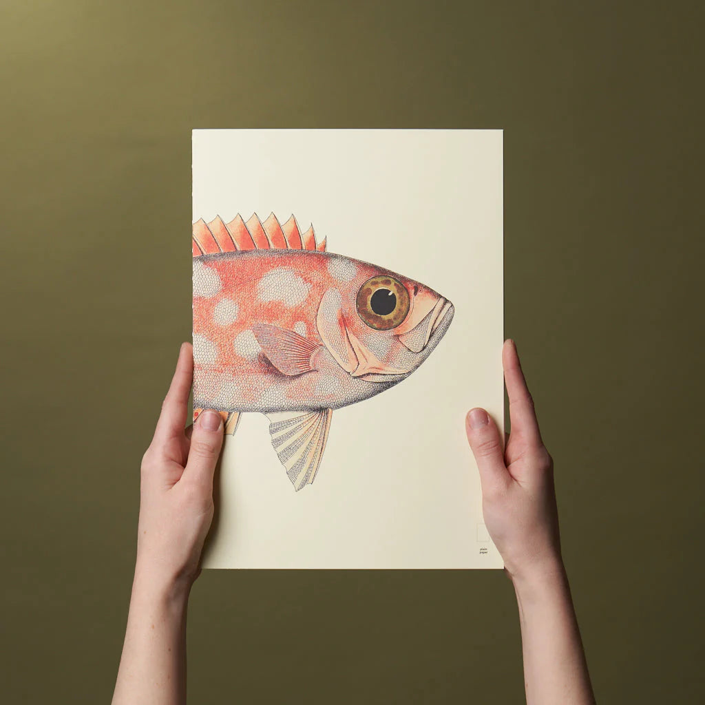 Reef - Notebook Refills x The Dybdahl Co. - Plain